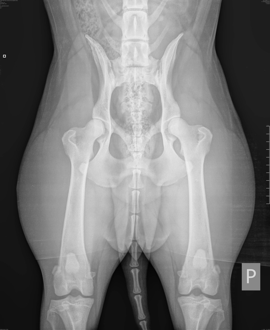 Informace k uchovnění Českhé horského psa