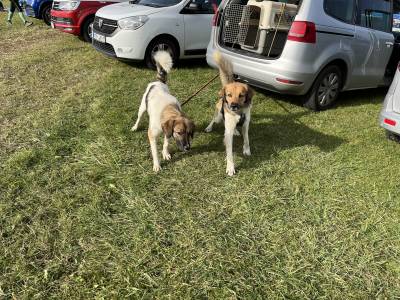 Šampionát plemen 2025 - canicross