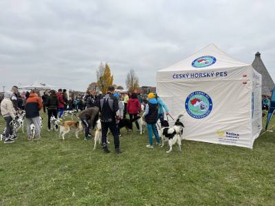 Šampionát plemen 2025 - canicross