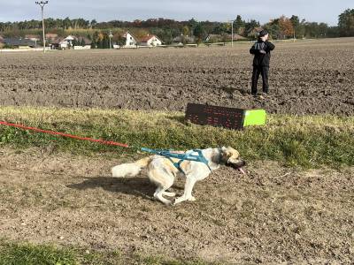 Šampionát plemen 2025 - canicross