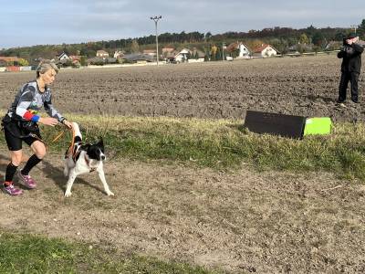 Šampionát plemen 2025 - canicross