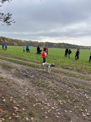 Šampionát plemen 2025 - canicross