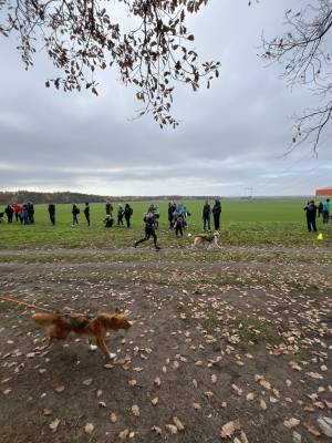 Šampionát plemen 2025 - canicross