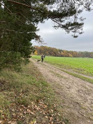 Šampionát plemen 2025 - canicross