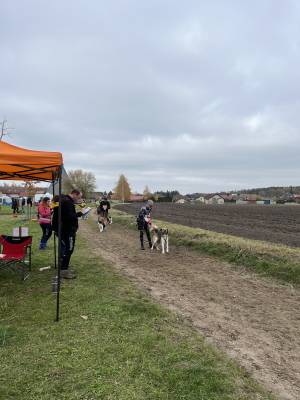 Šampionát plemen 2025 - canicross