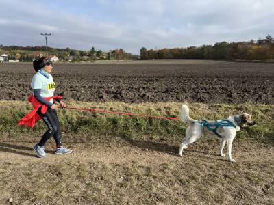 Šampionát plemen 2025 - canicross