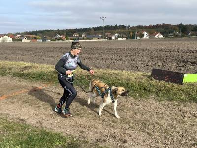 Šampionát plemen 2025 - canicross