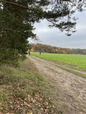 Šampionát plemen 2025 - canicross