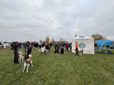 Šampionát plemen 2025 - canicross