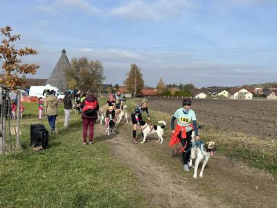 Šampionát plemen 2025 - canicross