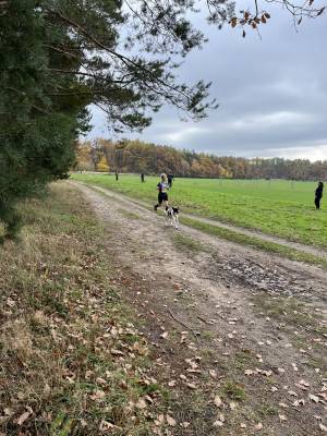 Šampionát plemen 2025 - canicross