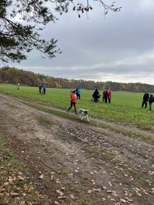 Šampionát plemen 2025 - canicross