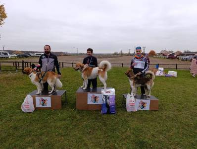 Šampionát plemen 2025 - canicross