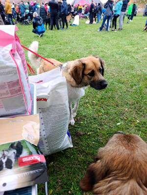 Šampionát plemen 2025 - canicross