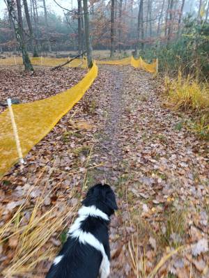 Šampionát plemen 2025 - canicross