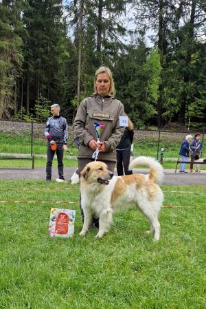 Speciální výstava ČHP 17. 5. 2025 Bučnice
