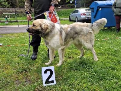 Speciální výstava ČHP 17. 5. 2025 Bučnice