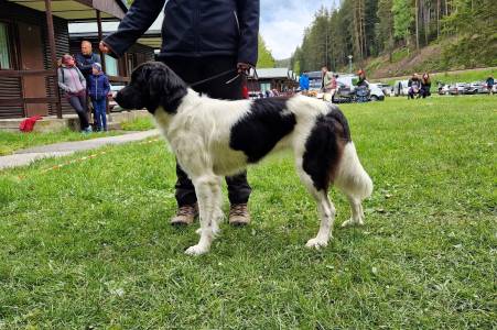 Speciální výstava ČHP 17. 5. 2025 Bučnice