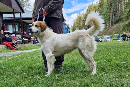 Speciální výstava ČHP 17. 5. 2025 Bučnice