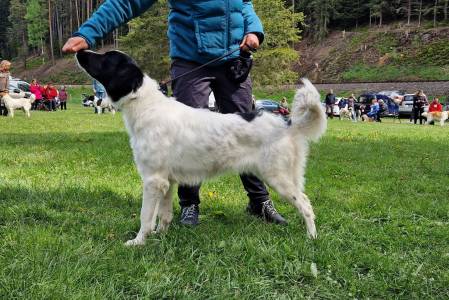 Speciální výstava ČHP 17. 5. 2025 Bučnice