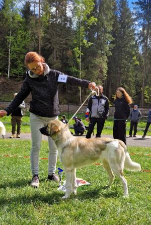 Speciální výstava ČHP 17. 5. 2025 Bučnice