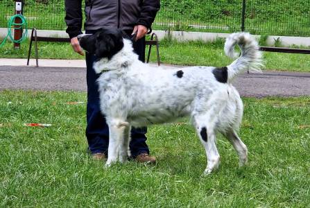 Speciální výstava ČHP 17. 5. 2025 Bučnice