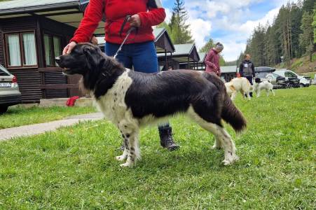 Speciální výstava ČHP 17. 5. 2025 Bučnice