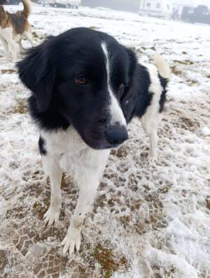 Zásadský sprint/mid 2026