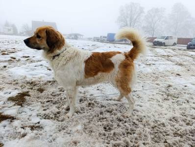 Zásadský sprint/mid 2026